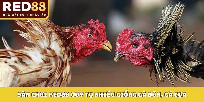 Sân chơi Red88 quy tụ nhiều giống gà đòn, gà cựa